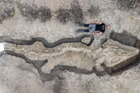 その長さはなんと10m！イギリスで稀に見る巨大な魚竜の化石を発見