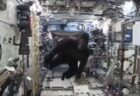 ISSでゴリラの格好をして遊ぶ宇宙飛行士、動画が再び話題に