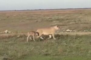 母性本能が打ち克った？ライオンのメスがヌーの子供に寄り添って歩く