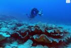 タヒチ沖で損なわれていない、最大級のサンゴ礁を発見
