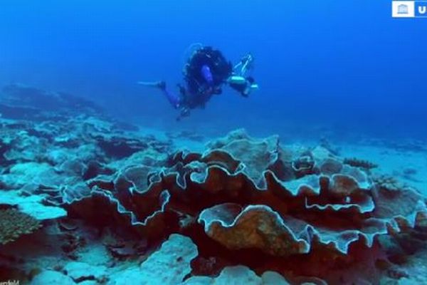 タヒチ沖で損なわれていない、最大級のサンゴ礁を発見