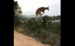 こんな跳躍見たことない…インドでシカが大ジャンプ！【動画】