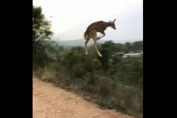 こんな跳躍見たことない…インドでシカが大ジャンプ！【動画】