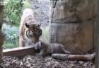 ロンドンの動物園で誕生したスマトラ・タイガーの赤ちゃんが可愛い