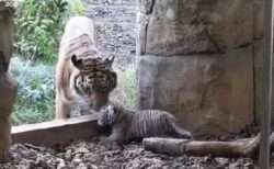 ロンドンの動物園で誕生したスマトラ・タイガーの赤ちゃんが可愛い