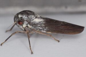 ウガンダで非常に珍しい新種のヨコバイを発見、「フロギス・キバレンシス」と命名