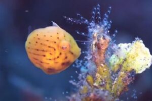 なんだこの可愛さは！小さな体で泳ぎ続ける魚の赤ちゃんが超キュート