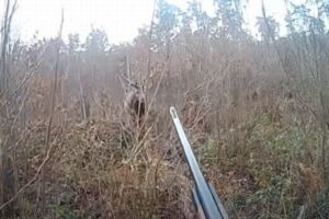 ポーランドで巨大なシカがハンターに突進、ケガを負わせる動画が衝撃的