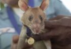 カンボジアで地雷除去に貢献したヒーロー・ネズミ死す