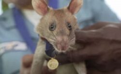 カンボジアで地雷除去に貢献したヒーロー・ネズミ死す