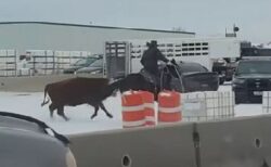 米の高速道路に牛が出現、カウボーイが駆けつけ見事に確保