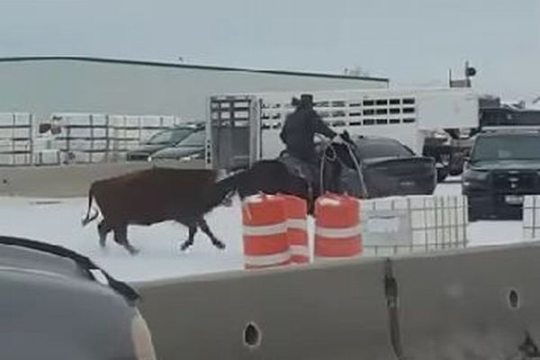 米の高速道路に牛が出現、カウボーイが駆けつけ見事に確保