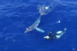 シャチがロープを外し、クジラを助けた？豪で不思議な行動を目撃
