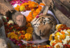 29匹の子供を産んで生態系を守ったトラ、スーパーママ の死にインド人が哀悼