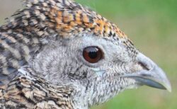 イギリスで人間が鳥インフルエンザに感染、非常に稀なケースが報告される