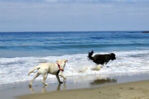 イギリスで犬たちに広がる謎の病気、飼い主らが警鐘を鳴らす