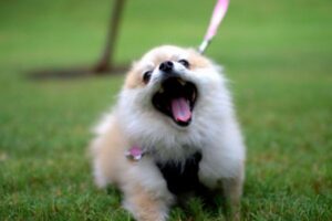 人間だけじゃなかった！？65種類の動物も笑える可能性