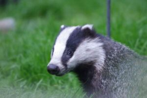 スペインで見つかった古代ローマの硬貨、実はアナグマが最初の発見者？