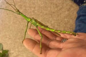 英で非常に珍しい雌雄同体のナナフシを発見、自然史博物館の専門家も認定