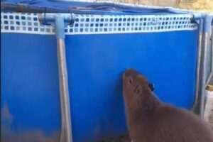 【意外】カピバラ、体の2倍もの高さをジャンプできることが判明