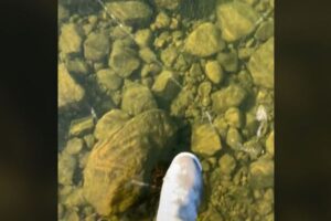 水底までくっきり！湖が驚くほど透明な氷で覆われる【動画】