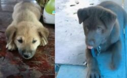 新型コロナで愛犬を殺処分された夫婦、犬肉店から15匹を保護【ベトナム】