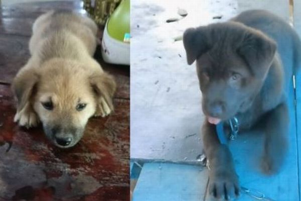 新型コロナで愛犬を殺処分された夫婦、犬肉店から15匹を保護【ベトナム】