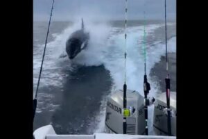 イルカじゃなくてシャチ!巨体をジャンプさせながら船を追いかける