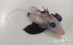 ニュージーランドの深海で、珍しい「ゴースト・シャーク」の幼生を発見
