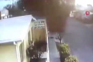 突然、無数の鳥が空から落下、一斉に大量死する動画が恐ろしい【メキシコ】