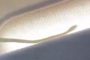 機内の収納部にヘビのシルエット！旅客機は緊急着陸