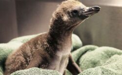 米の動物園で2羽のオスのペンギンが、卵を孵化させることに成功