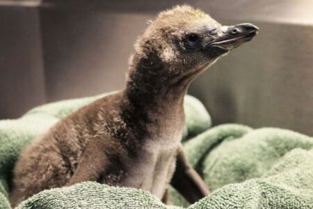 米の動物園で2羽のオスのペンギンが、卵を孵化させることに成功