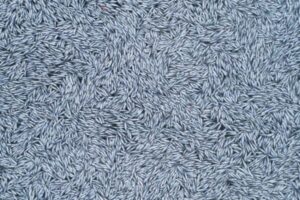 フランスの沖合で魚を大量投棄か？10万匹の死骸が海面を埋め尽くす