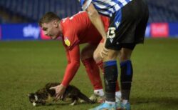 英でサッカーの試合中にネコが侵入、芝生で寝転がったり、逃げ回ったり【動画】