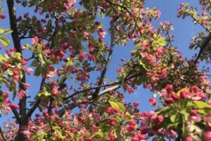 イギリスでは気候変動の影響で、開花時期が1カ月早まっていた:ケンブリッジ大学