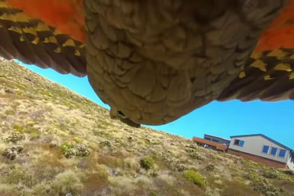 NZでオウムが「GoPro」を盗み、飛んでいる自分の様子を撮影