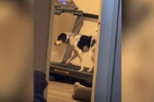 気づいたら、ワンコがランニングマシーンで走っていた！【アメリカ】