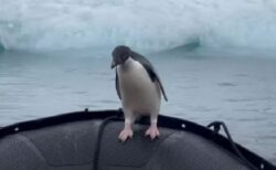 南極でボートに乗り込んできたペンギン、温かく見守る観光客の動画にほっこり