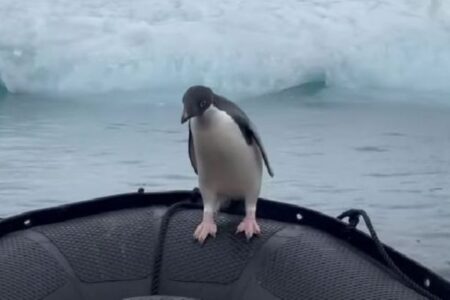 南極でボートに乗り込んできたペンギン、温かく見守る観光客の動画にほっこり