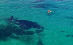 透明で穏やかな海にクジラの親子、人間に接近する美しい光景を撮影