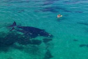 透明で穏やかな海にクジラの親子、人間に接近する美しい光景を撮影