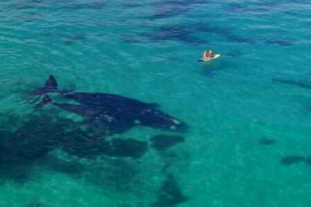 透明で穏やかな海にクジラの親子、人間に接近する美しい光景を撮影
