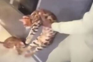 サッカー選手が猫にキック、虐待映像が拡散し、5000人以上が起訴を求める