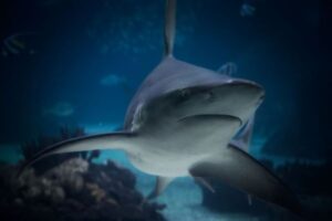 豪のシドニーで人がサメに襲われ死亡、その瞬間を男性が目撃