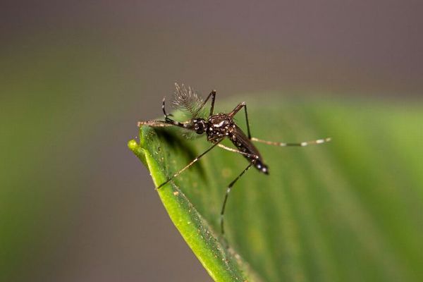 蚊は想像以上に賢い！殺虫剤を回避する方法を学習していた