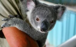 オーストラリアのコアラを絶滅危惧種に指定、2050年までに絶滅の可能性