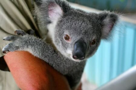 オーストラリアのコアラを絶滅危惧種に指定、2050年までに絶滅の可能性