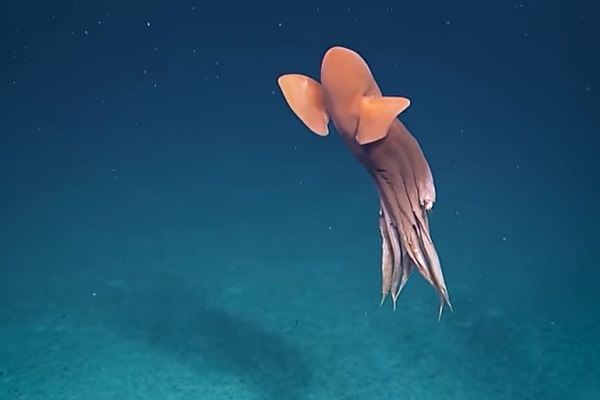 正体がわかる？ 深海を優雅に泳ぐ神秘的なアノ生き物