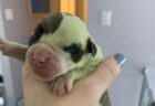 珍しい緑色の子犬が誕生！飼い主もびっくり【カナダ】